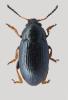 Mantura sp.